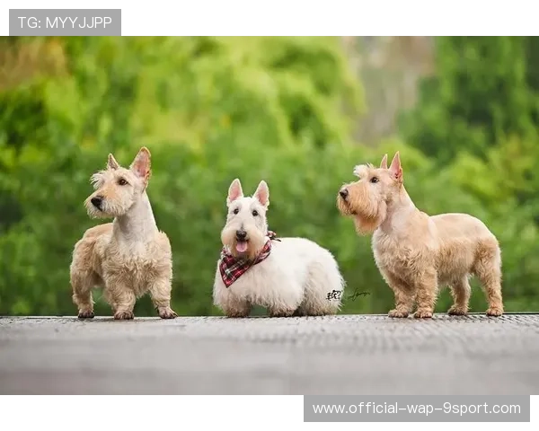 运动员的萌宠日常：赛场旁的最萌助威队长，给运动员助威的话语有哪些